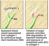Image of collogen growth with vitamin c.